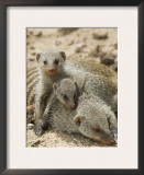 Banded Mongoose and Young, Etosha National Park, Namibia