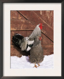Silver Pencilled Wyandotte Domestic Chicken Pair, in Snow, USA