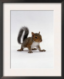 Baby Grey Squirrel, Portrait