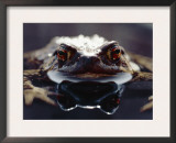 Common European Toad Female Portrait (Bufo Bufo) in Water, England Framed Art Print