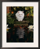 White Domestic Cat Watching Goldfish in Garden Pond