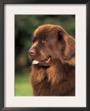 Brown Newfoundland Portrait