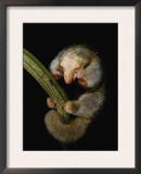 Buy Pygmy Anteater Resting, Guyana, South America, Note Claws for Climbing at AllPosters.com