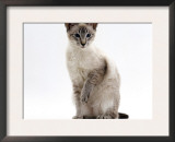 Domestic Cat, Blue Tabby-Point Siamese Male Sitting