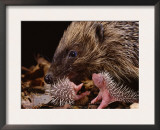Hedgehog Carrying Newborn to New Nest (Erinaceus Europaeus), UK