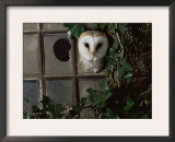 Barn Owl, Peering out of Broken Window, UK