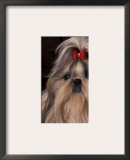 Shih Tzu Portrait with Hair Tied Up, Showing Length of Facial Hair