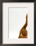 Domestic Cat, Ginger Tabby Female with Rear End and Tail in Air after Enjoying Being Stroked
