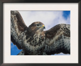 Female Common Buzzard with Wings Outstretched, Scotland