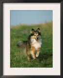 Sheltie / Shetland Sheepdog Running