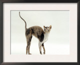 Blue-Cream Cornish Rex Female Arches Her Back When Stroked
