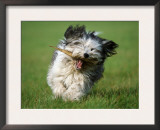 Polish Lowland Sheepdog Running