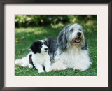 Polish Lowland Sheepdog with Puppy