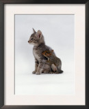 Domestic Cat, Interacting with Baby Grey Squirrel
