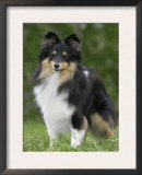 Sheltie Dog Outdoors