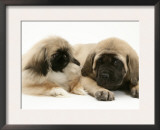 Pekingese Pup with English Mastiff Puppy