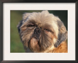 Shih Tzu Puppy Portrait