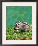 Siberian Chipmunk