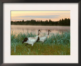 Japanese / Red-Crowned Crane Pair, Khingansky Zapovednik, Russia