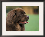 Brown Newfoundland Dog Portrait