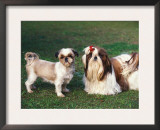 Two Shih Tzus, One Has Been Clipped and the Other with Groomed Long Hair