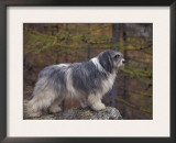 Polish Lowland Sheepdog on the Lookout