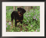 Rottweiler Dog in Woodland, USA