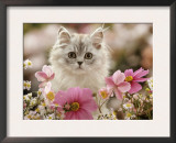 Domestic Cat, Silvertabby Kitten Among Michaelmas Dasies, Japanese Anemones and Cosmos Dasies