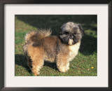 Shih Tzu Puppy Standing on Grass