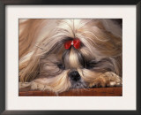 Shih Tzu Lying Down with Hair Tied Up