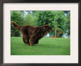 Brown Newfoundland Dog Running