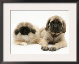 Pekingese and English Mastiff Puppies