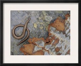 Female Slow Worm Near Rusting Iron, Scotland