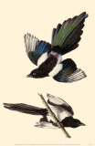 Black-Billed Magpie