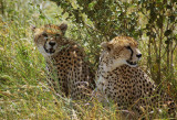 Cheetahs