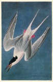 Roseate Tern