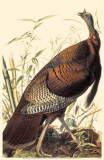 Wild Turkey