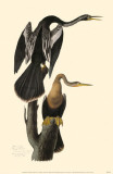 Anhinga