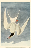Common Tern