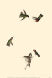 Anna's Hummingbird