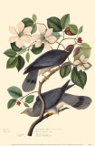 Band-Tailed Pigeon