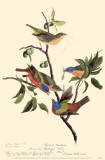 Painted Bunting
