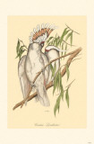 Cockatoo