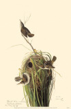 Marsh Wren