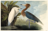 Reddish Egret