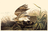 Red-Shouldered Hawk