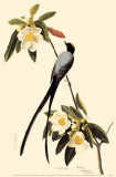 Fork-Tailed Flycatcher