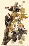 Pileated Woodpeckers