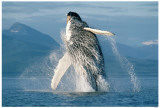 Humpback Whale Breaching