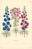 Larkspur Flowers